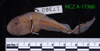 Media type: image;   Herpetology A-17360 Description: Specimen photo;  Aspect: whole body dorsal